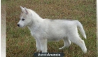Regalo:CACHORROS HUSKY SIBERIANO - mejor precio | unprecio.es
