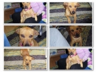Se Regala Perrito - mejor precio | unprecio.es