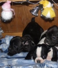 Sorpende en Navidad regalando un Bulldog Francés - mejor precio | unprecio.es