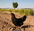 Vendo gallinas Marans - mejor precio | unprecio.es