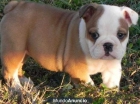 regalo Bulldog inglés cachorros - mejor precio | unprecio.es