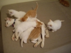 7 gatitos recién nacidos - mejor precio | unprecio.es