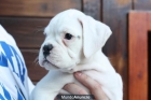 █ CACHORRA BOXER BLANCA.399 € - mejor precio | unprecio.es