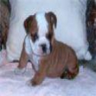 2 ENGLISG BULLDOGS CACHORROS PARA LA VENTA - mejor precio | unprecio.es