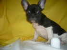 BULL DOG INGLES economicos - mejor precio | unprecio.es