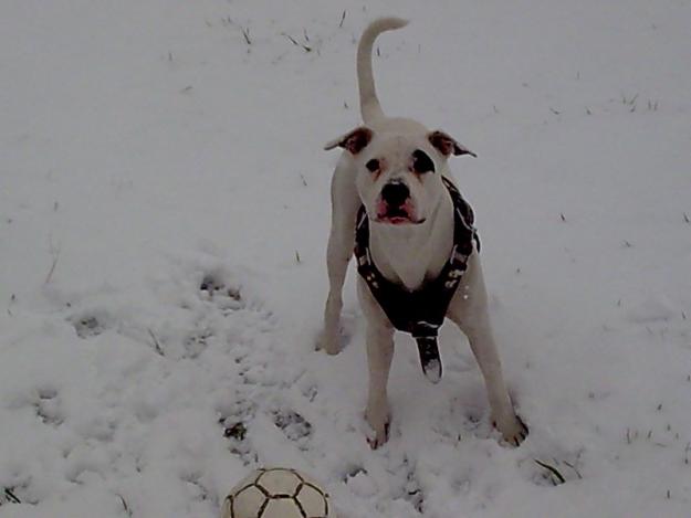 busco hembra para pitbull blanco con parche en ojo