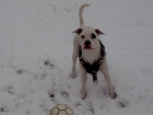 busco hembra para pitbull blanco con parche en ojo - mejor precio | unprecio.es