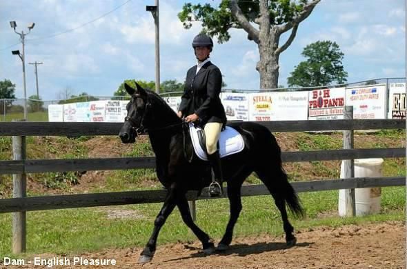 Caballo castrado Friesian disponible!!