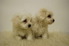 Cachorros con dos mes de Westy, Bichon Maltes, y Pomerania, listos para entregar - mejor precio | unprecio.es