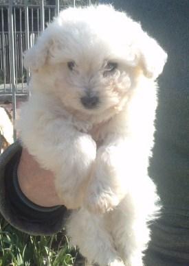 cachorros de caniche enano blanco