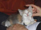 gatita en busca de hogar amante de los animales - mejor precio | unprecio.es