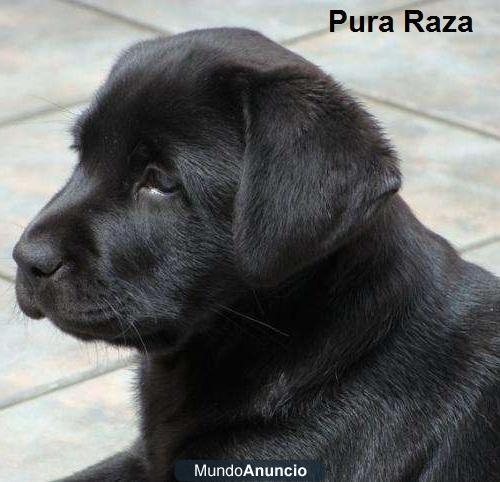 Vendo cachorro labrador pura raza