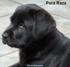 Vendo cachorro labrador pura raza - mejor precio | unprecio.es