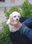 Cachorritos de Maltés muy pequeñitos - mejor precio | unprecio.es