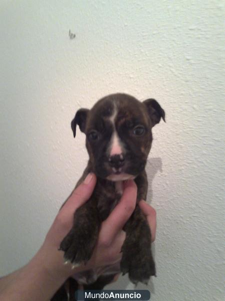 cachorros de american stanford a 200€