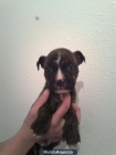 cachorros de american stanford a 200€ - mejor precio | unprecio.es