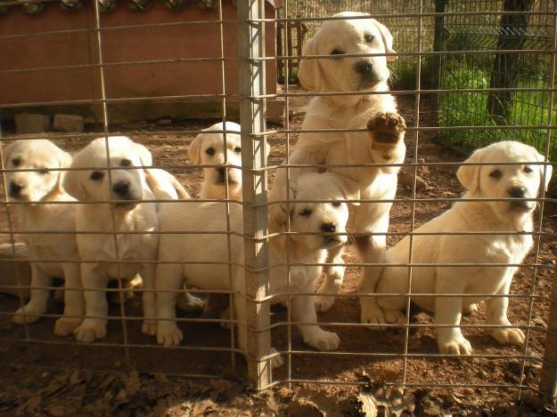 cachorros labrador  a 25min de barcelona criadero labrador  hijos del campeon de españa