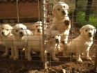 cachorros labrador a 25min de barcelona criadero labrador hijos del campeon de españa - mejor precio | unprecio.es