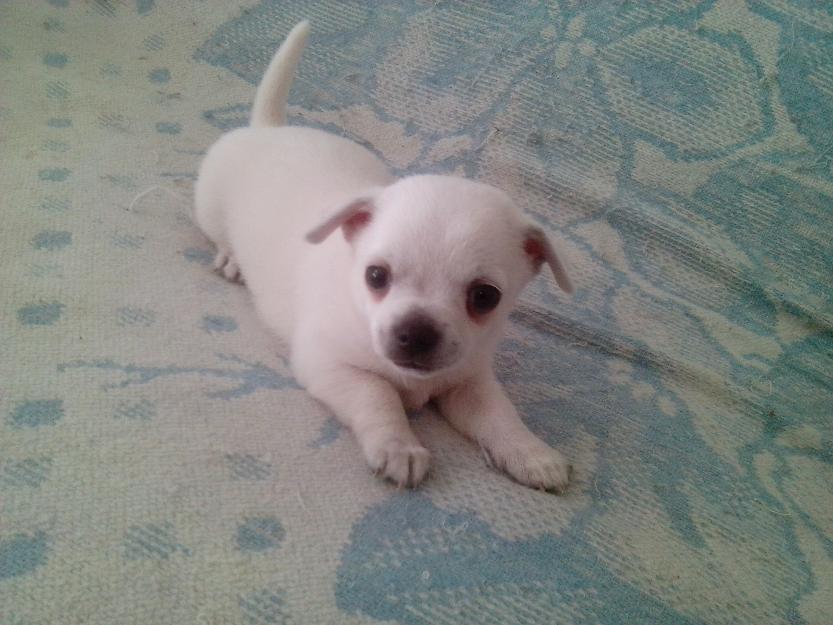Chihuahua Blanco.