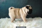 Disponible camada de Carlino Pug, primera calidad, de color negro y de color - mejor precio | unprecio.es