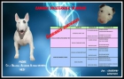 Disponibles cachorros Bull Terrier - mejor precio | unprecio.es