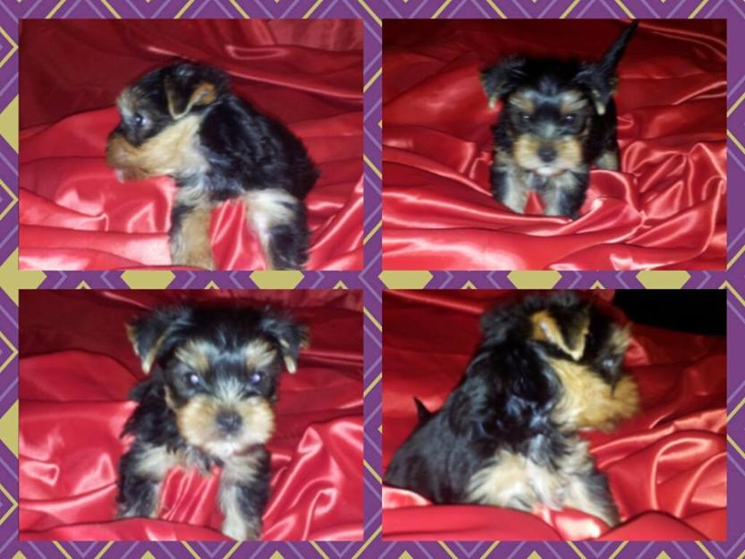 Excelente Camada de Yorkshire Terrier
