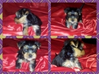 Excelente Camada de Yorkshire Terrier - mejor precio | unprecio.es