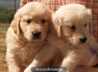 Golden Retriever, vendo unos magníficos cachorros. - Valencia - mejor precio | unprecio.es