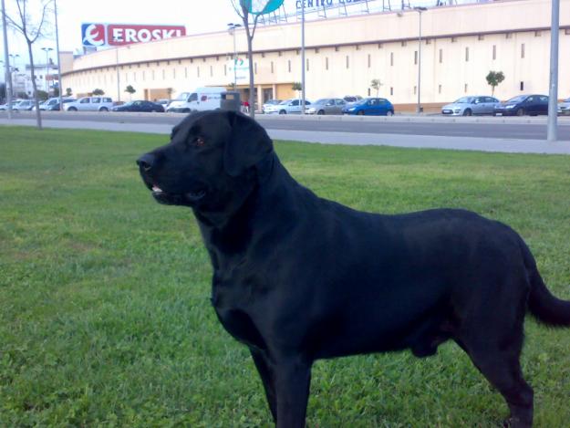 Labrador retriever macho busca hembra para monta