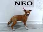 Neo, cachorro en adopcion - mejor precio | unprecio.es