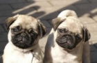 preciosos cachorros de CARLINO CON PEDIGREE 120euros - mejor precio | unprecio.es