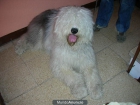 regalo bobtail - mejor precio | unprecio.es