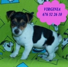 Tu Jack rassel, al mejor precio  Santander - mejor precio | unprecio.es