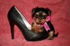 Yorkshire terrier - mejor precio | unprecio.es