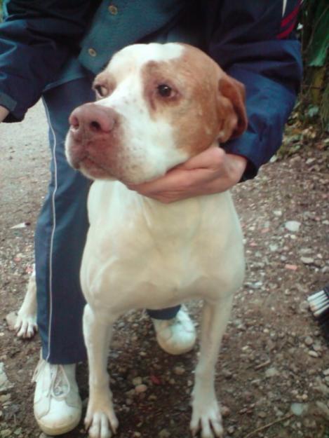 YOU, cachorro abandonado...corre mucho peligro! Acogida o adopción urgente
