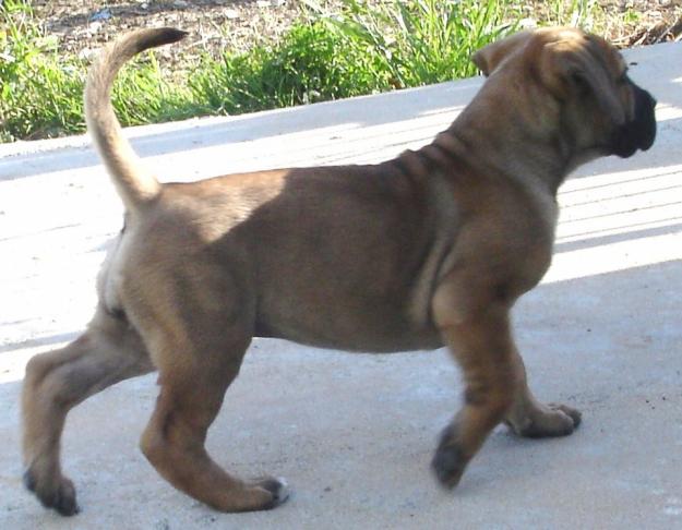 BOERBOEL HEMBRA JOVENE