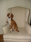 Busco novia Beagle - mejor precio | unprecio.es