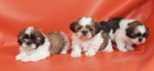 Encantadores cachorritos de shih tzu, ¡llevate el tuyo!. - Bcn - mejor precio | unprecio.es