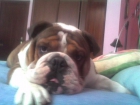 MACHO BULLDOG INGLES BUSCA NOVIA - mejor precio | unprecio.es