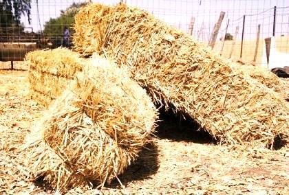 Pacas de paja pequeñas de cebada sueltas o enpaquetadas