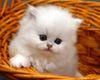 Persian Kittens, Doll Frente