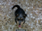 Regalo Cachorro de 5 meses - mejor precio | unprecio.es