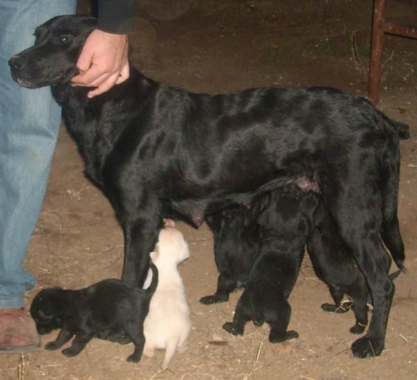 último cachorro de labrador pedigree de 6 semanas.