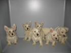 WESTY, CAMADA DE 2 MESES, 290 Euros .. - mejor precio | unprecio.es