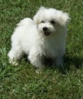 BICHON MALTESvacunados y con microchip, pasan una cuarentena bajo control Gratis - mejor precio | unprecio.es