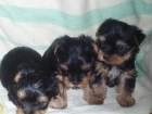 cachorros de BOXER CON PEDIGREE 350 EUROS - mejor precio | unprecio.es