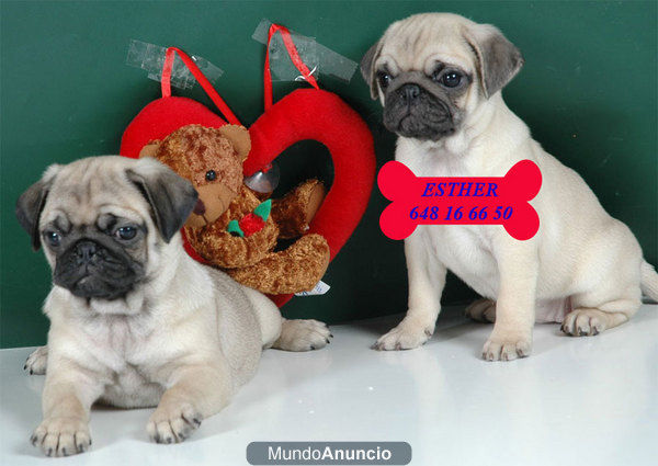 Carlino, cachorros encantadores y económicos