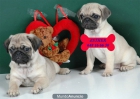 Carlino, cachorros encantadores y económicos - mejor precio | unprecio.es