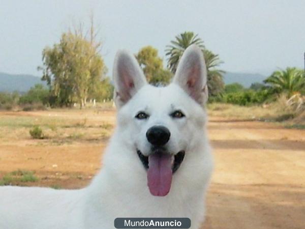 Impresionantes cachorros de Pastor Blanco Suizo