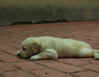 Labrador retriever, color canela, 350 euros - mejor precio | unprecio.es